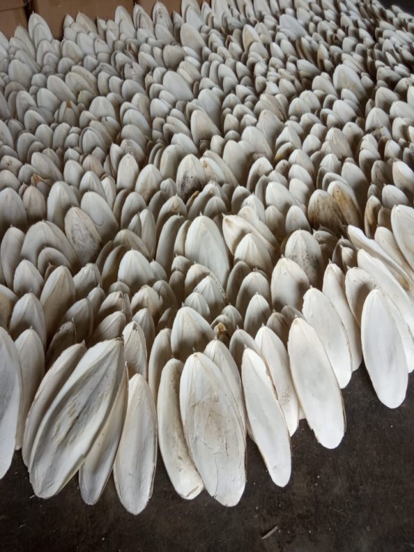 Cuttlefish Bone from Indonesia